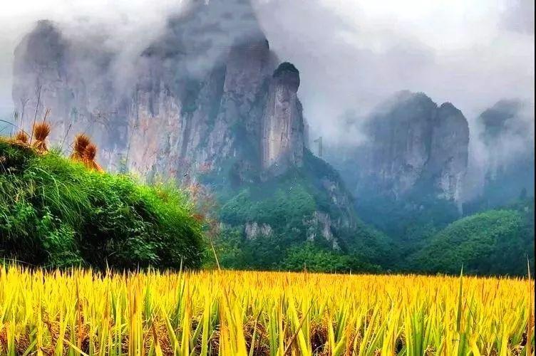 时尚小鸡救援